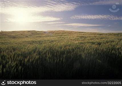 Field of Young Wheat