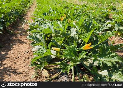 Field of zucchini (courgette). Organic growing. Agricultural landscape.