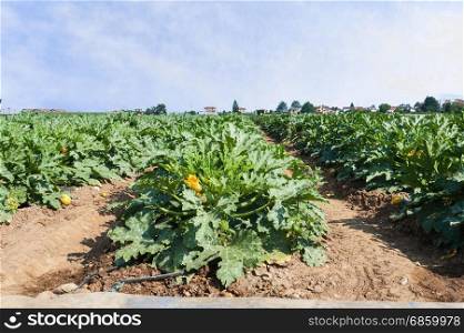 Field of zucchini (courgette). Organic growing. Agricultural landscape.
