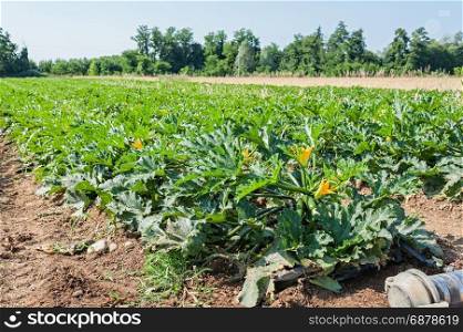 Field of zucchini (courgette). Organic growing. Agricultural landscape