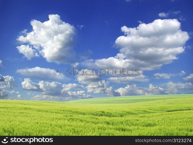 field on a background of the blue sky