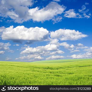 field on a background of the blue sky