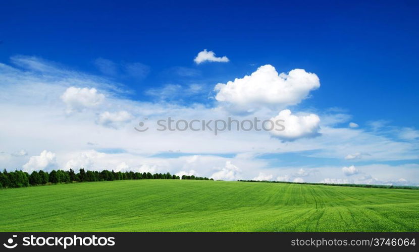 field on a background of the blue sky