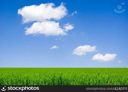 field on a background of the blue sky