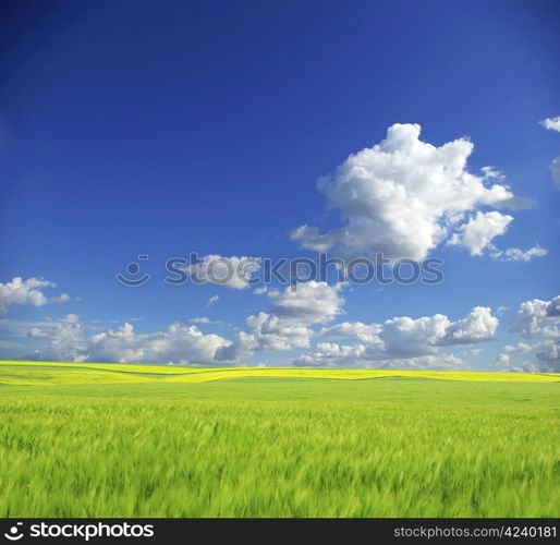 field on a background of the blue sky