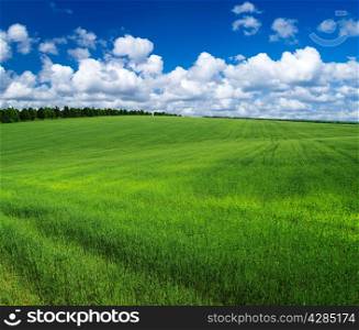 field on a background of the blue sky
