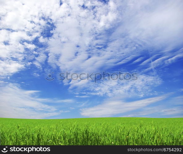 field on a background of the blue sky