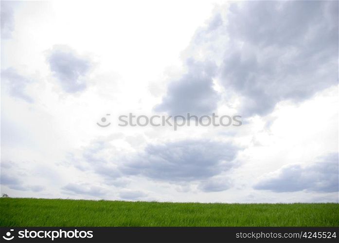 field on a background of the sky