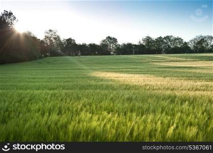 Field on new green wheat at sunset in landscape