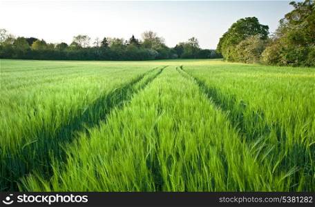 Field on new green wheat at sunset in landscape