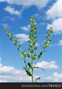 Field Pennycress plant on the background of cloudy sky. Scientific Name: Thlaspi arvense. Mustard family Brassicaceae