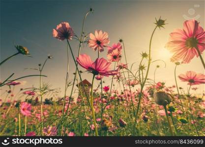 Field pink cosmos flower and sunlight with vintage toned.