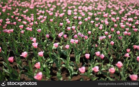 field pink tulips