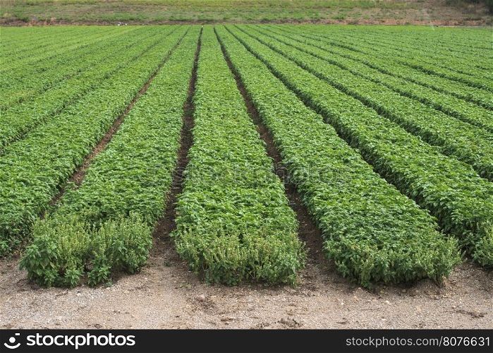 Field planted with basil. Agriculture land