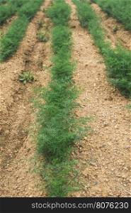 Field planted with dill. Agriculture land
