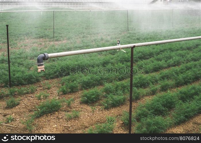 Field planted with dill. Watering dill with sprinkler