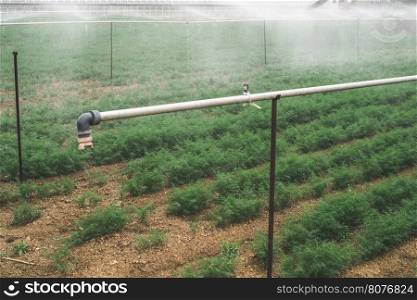 Field planted with dill. Watering dill with sprinkler