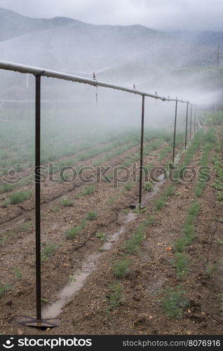 Field planted with dill. Watering dill with sprinkler