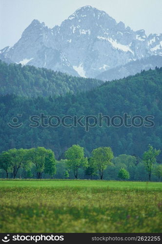 Field Scape