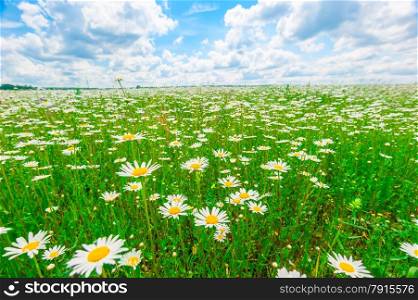field strewn with daisies and blue sky