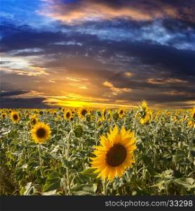 Field sunflowers on a background beautiful sunset