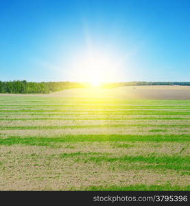 field, sunrise and blue sky