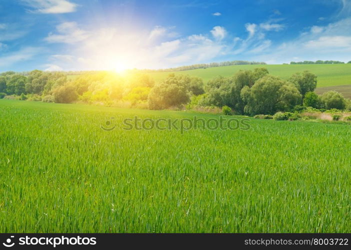 field, sunrise and blue sky