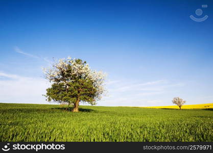 Field, tree and blue sky. Nature background