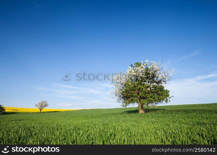 Field, tree and blue sky. Nature background