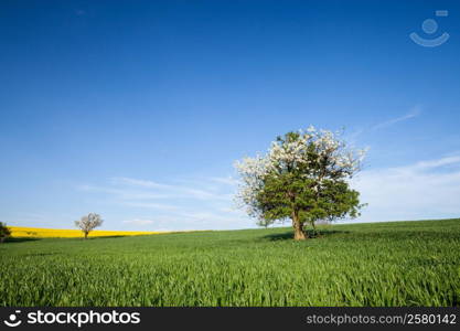 Field, tree and blue sky. Nature background