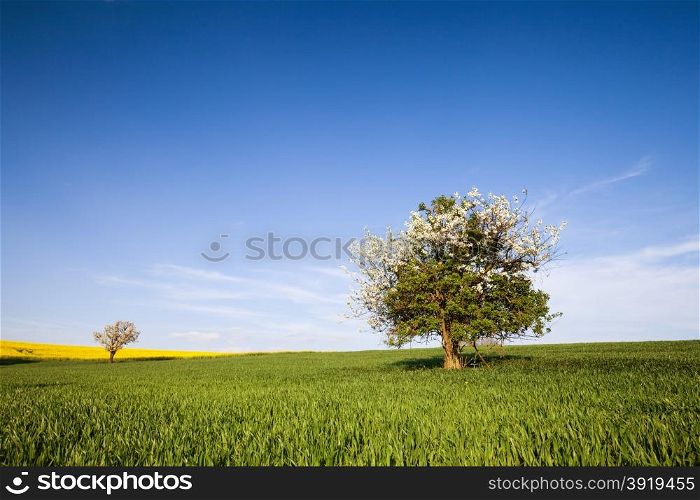 Field, tree and blue sky. Nature background
