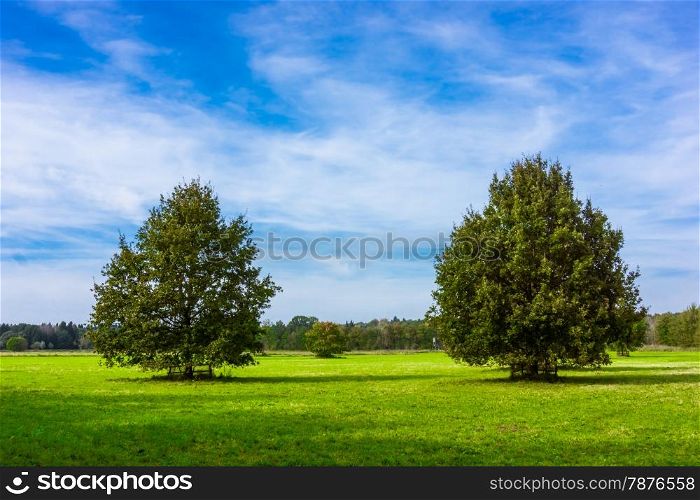 Field,tree and blue sky. oak tree