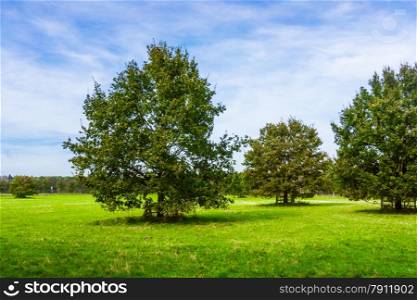 Field,tree and blue sky. oak tree