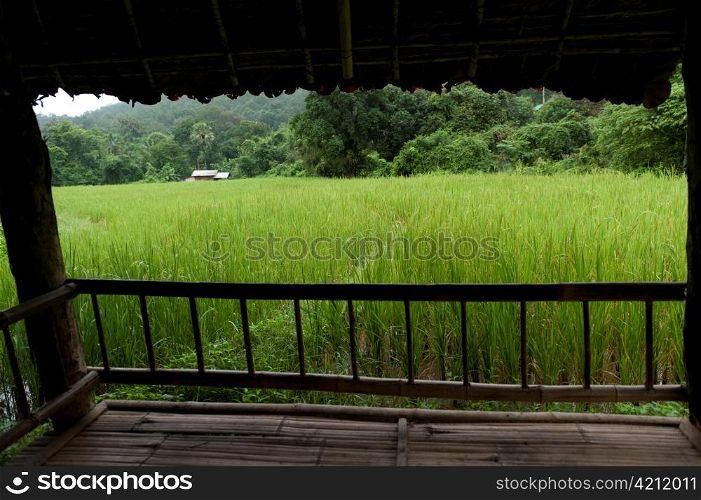Field viewed from a shade field, Thailand