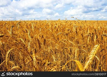 Field wheat