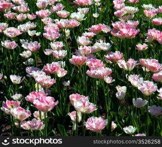 Field where growing tulips, pink and white