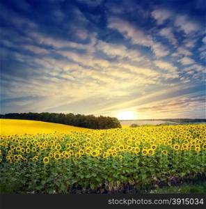 Field with a bright yellow sunflower under cloudy dramatic sunset sky