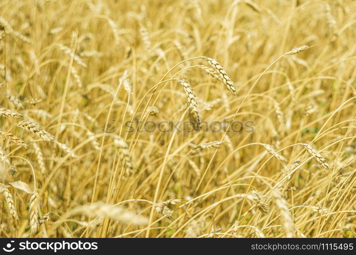 Field with a large golden ears of ripe wheat close-up