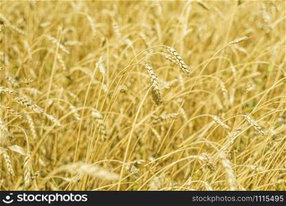Field with a large golden ears of ripe wheat close-up