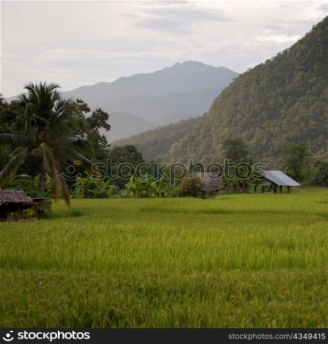 Field with a mountain range in the background, Thailand