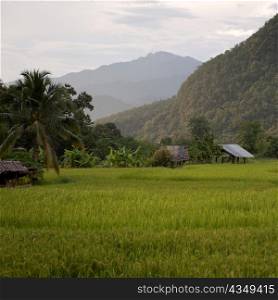 Field with a mountain range in the background, Thailand