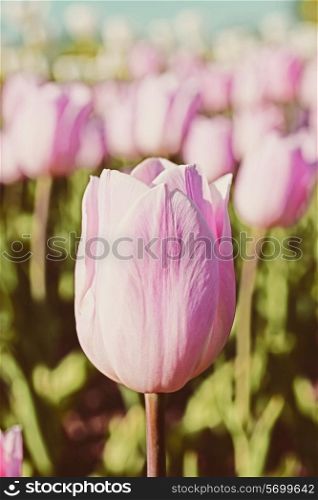 field with beautiful pink tulips