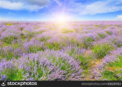 Field with blooming lavender and sun rise