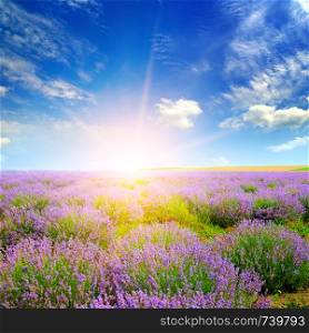 Field with blooming lavender and sunrise