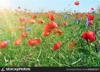 field with blooming red poppies and blue cornflowers in the rays of a bright sun