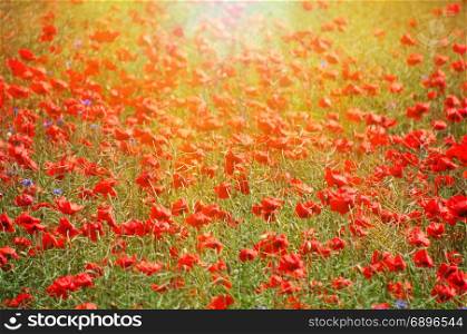 field with blooming red poppies in the rays of a bright sun, spring