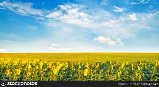 Field with blooming sunflowers and cloudy sky