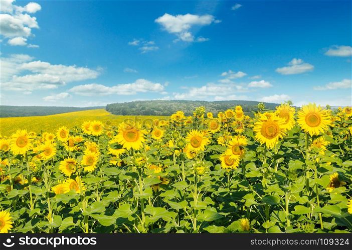 Field with blooming sunflowers and cloudy sky. Agricultural landscape.