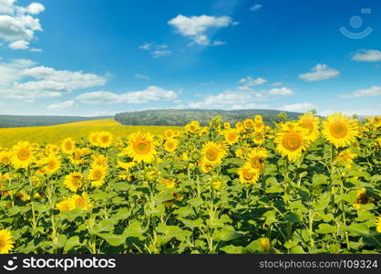 Field with blooming sunflowers and cloudy sky. Agricultural landscape.