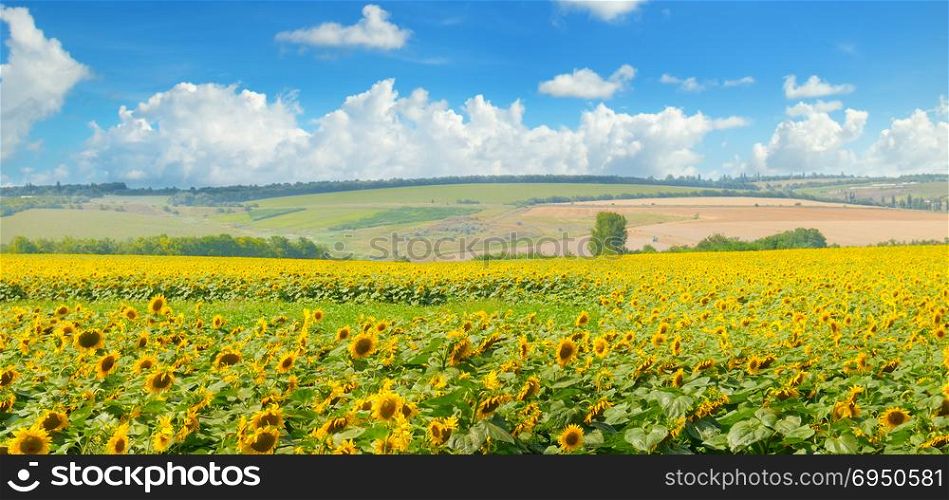 Field with blooming sunflowers and cloudy sky. Agricultural landscape. Wide photo.